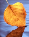 yellow autumn leaf above water Royalty Free Stock Photo