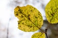 Yellow autumn leaf against backlit light sky Royalty Free Stock Photo