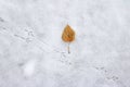 Yellow autumn leaf beside bird tracks on a fresh snow Royalty Free Stock Photo