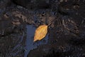 Yellow autumn leaf on black background Industrial resin. concept of petroleum, Energy Fuel, Environment and pollution