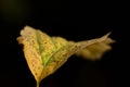 Yellow autumn leaf on black background