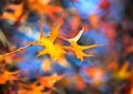 Yellow autumn leaf close-up against a blurred blue sky Royalty Free Stock Photo