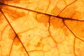 yellow autumn leaf close up. background for designer Royalty Free Stock Photo