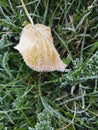 yellow autumn leaf covered with frost among grass