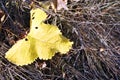 Yellow autumn leaf on dry gray grass close up detail Royalty Free Stock Photo