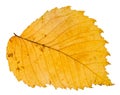 yellow autumn leaf of elm tree isolated Royalty Free Stock Photo