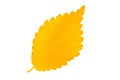 Yellow autumn leaf elm on white background Royalty Free Stock Photo