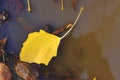 Yellow autumn leaf that fell into puddle. Royalty Free Stock Photo