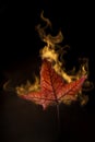 Yellow autumn leaf in fire on black Royalty Free Stock Photo
