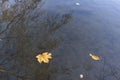 Yellow autumn leaf floating in river with transparent water with reflection of sky and tree branches, outdoor environmental Royalty Free Stock Photo