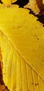 yellow autumn leaf Royalty Free Stock Photo