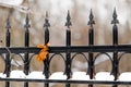 Yellow autumn leaf on the forged fence