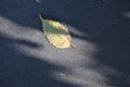 Yellow autumn leaf on a gray pavement, Sunny day, the shadow of the trees Royalty Free Stock Photo