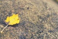 Yellow autumn leaf on a gray stone. Royalty Free Stock Photo