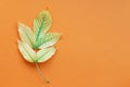 Yellow green leaf autumn orange paper background