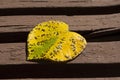 Yellow autumn leaf of heart shape Royalty Free Stock Photo