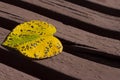 Yellow autumn leaf of heart shape Royalty Free Stock Photo