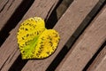 Yellow autumn leaf of heart shape Royalty Free Stock Photo