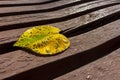 Yellow autumn leaf of heart shape Royalty Free Stock Photo