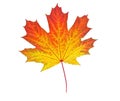 Yellow autumn leaf Royalty Free Stock Photo