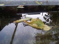 Yellow autumn leaf lies in a puddle Royalty Free Stock Photo