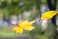 Autumn leaf of maple on wet window Royalty Free Stock Photo