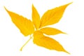 Yellow autumn leaf maple on white background Royalty Free Stock Photo