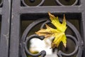 Yellow autumn leaf on a metal forged fence Royalty Free Stock Photo