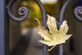 Yellow autumn leaf on a metal forged fence Royalty Free Stock Photo