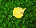 Yellow autumn leaf on moss, Lithuania Royalty Free Stock Photo