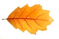 Yellow autumn leaf oak isolated on white background Royalty Free Stock Photo
