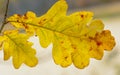 Yellow autumn leaf oak Royalty Free Stock Photo