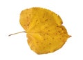 Yellow autumn leaf from park tree isolated on white background Royalty Free Stock Photo