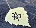 Yellow autumn leaf pattern similar to Japanese kanji, signature autumn Royalty Free Stock Photo