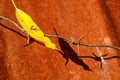 Yellow autumn leaf perforated hanging on a barbed wire Royalty Free Stock Photo