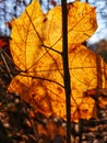 Yellow autumn leaf photographed in the forest near the Bocian Swamp Nature Reserve.