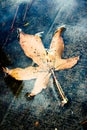 Yellow Autumn Leaf in a Puddle Royalty Free Stock Photo
