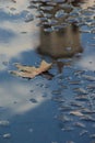 Yellow autumn leaf in a puddle on the asphalt Royalty Free Stock Photo