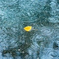 Yellow autumn leaf in a puddle during the rain_ Royalty Free Stock Photo