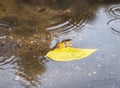 Yellow autumn leaf in a puddle of water. Rain ripple in water Royalty Free Stock Photo