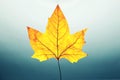 yellow autumn leaf with ramifications and light blue background Royalty Free Stock Photo