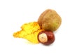 Yellow autumn leaf from a red horse chestnut with conkers