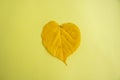 Yellow autumn leaf in the shape of a heart lies on a yellow background Royalty Free Stock Photo