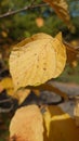 Yellow autumn leaf in the sun light Royalty Free Stock Photo