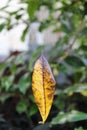 A yellow autumn leaf suspended by a spider thread