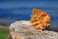 Yellow autumn leaf on a tree stump in front of the lake Royalty Free Stock Photo