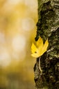 Yellow autumn leaf on a tree trunk with bark Royalty Free Stock Photo