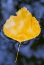 Yellow autumn leaf on the water Royalty Free Stock Photo