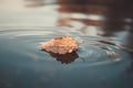 Yellow, autumn leaf in water, floating maple leaf Royalty Free Stock Photo