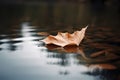 Yellow, autumn leaf in the water, floating maple leaf on the lake Royalty Free Stock Photo